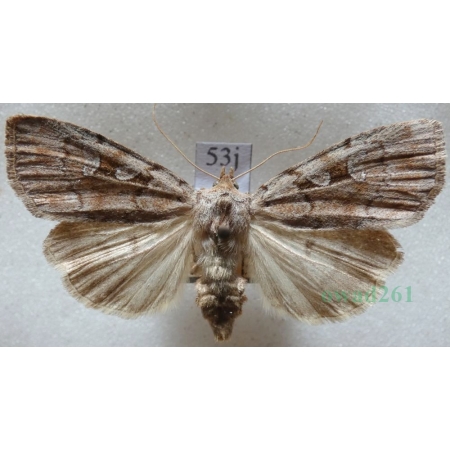 Coenophila subrosea (Stephens, 1829) Czech53j